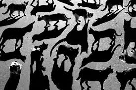 Resultado de imagen de animal invisible alborés