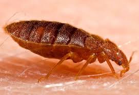 Allgood pest solutions provides effective pest control in georgia and tennessee. Latest News On Bed Bug Disease Transmission