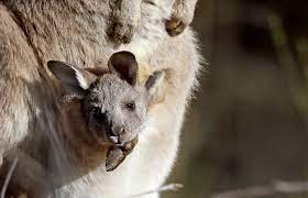 Why Do Marsupials Have Pouches And Other Questions