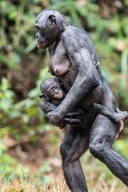 Bonobos Are One Of Humankind S Closest Living Relatives Sharing More Than 98 Of Our Dna These Great Apes Are Funny Animals Unusual Animals Animals Beautiful