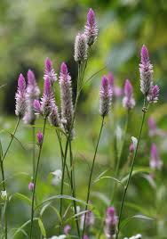 Image result for Celosia argentea