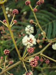 Image result for Intsia