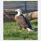 Soar Like an Eagle: Celebrating America’s 250th