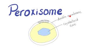 Check spelling or type a new query. Peroxisome What S The Function Youtube