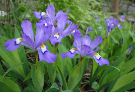 0 more photos view gallery. Dwarf Crested Iris Brightens The Spring Garden Enchanted Gardens