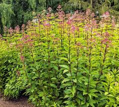 Image result for Oxyanthus pyriformis