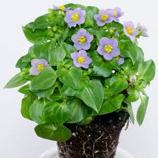 Image result for Exacum