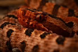 Image result for Tinnea eriocalyx