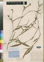 Image result for Commelina kotschyi