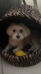 For most people when life hands them lemons they make lemonade, that's the  saying right? Well in Haley-speak it goes a little something like this When  life hands me lemons I squeak