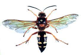 Alternating yellow and brown or black stripes. Large Wasp Like Insects Cicada Killers Chicago Botanic Garden