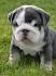 Miniature Bulldog Dog Breed Information and Pictures
