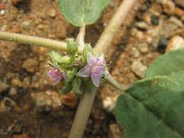 Image result for Zaleya