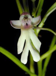 Image result for Solenangis clavata