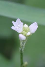 Image result for Persicaria strigosa