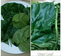 Health Benefits And Nutritional Value Of Utazi Utazi And Fibroids Nigerian Health Blog