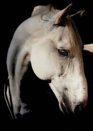 zsuzsanna wagenhoffer photographer pretty horses horses horse love