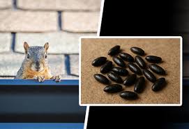 Image result for squirrel poop