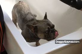 It could be that they are happy to be no longer confined to a small bathtub or while your dog running around after bath time may not present that much of a big problem, you need to ensure that they are calm while you are. Why Do Dogs Go Crazy After A Bath 5 Reasons For Mad Zoomies