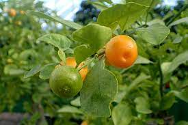 The kumquat tree typically grows to between 8 and 15 feet in height, with dark, glossy green leaves, dense branches that can sometimes bear small thorns. Calamansi Wikipedia