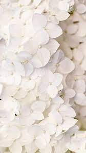 Pin By Destiny Helser On Gardenia Pantone Color 2020 2021 Flower Desktop Wallpaper Flower Wallpaper Flower Backgrounds