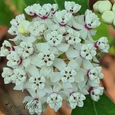 Image result for Apocynaceae subfamilies Apocynoideae and Rauvolfioideae