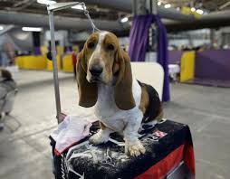 Dogs Take The Stage At The 138th Westminster Kennel Club Dog Show Westminster Dog Show Dog Show Basset Hound