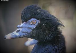 Muscovy Duck Cairina Moschata Aquatic Birds Muscovy Duck Bird Species