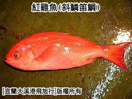 ç´…é›žé­š æ–œé±—ç¬›é¯› Yahooå¥‡æ'©æ‹è³£
