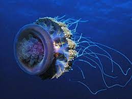 50 Stunning Underwater Pictures Smashing Magazine Weird Sea Creatures Giant Jellyfish Underwater Pictures