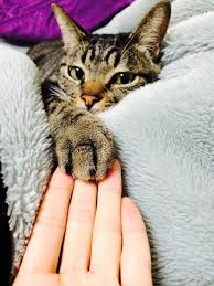30 Reasons Why Kitty Love Is Unstoppable To Humans In 2020 Cats Tabby Cat Cat Paws