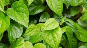 Maybe you would like to learn more about one of these? Minum Air Rebusan Daun Sirih Merah Untuk Obati Diabetes Hingga Gangguan Jantung Begini Cara Buatnya Tribunnews Com Mobile
