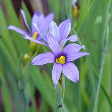 Image result for Sisyrinchium micranthum