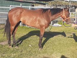 2023 JANUARY (Early) Online Sale