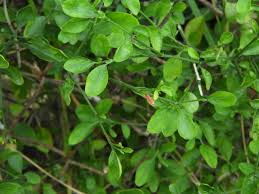 Image result for Dicliptera transvaalensis