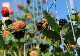 Blackberry provides enterprises and governments with the software and services they need to secure the internet of things. Is It A Blackberry Or A Dewberry