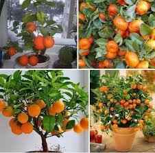 можно ли вырастить манго из косточки в домашних условиях Kak Vyrastit Mandarin Iz Kostochki V Domashnih Usloviyah Kak Vyrastit Mandarin Iz Kostochki V Domashnih Usloviyah Dl V 2020 G Sad Na Balkone Ogorodnichestvo Domashnie Sady