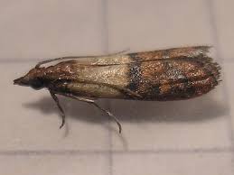 The pantry moth life cycle can really wreak havoc on your food budget since you have to keep replacing everything. How To Control Pantry Moths All Bugs