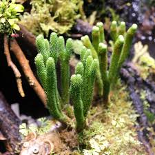 Image result for Huperzia mildbraedii