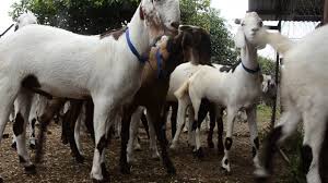 Our mission is to produce goats from the best breeds in india which is organically fed, bred in a modern and ethical environment. Aishwarya Goat Farm