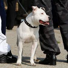 Ziel war ein vielseitiger, wehrhafter und ausdauernder gebrauchshund. 69 Kampfhunde Getotet Rhein Main