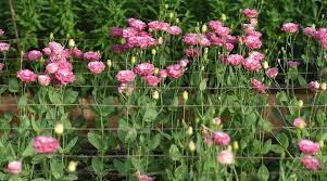 Image result for eustoma lisianthus in garden