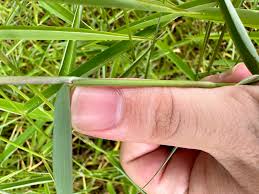 Image result for Panicum trichocladum