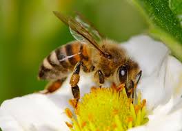 Bees make honey from flower nectar. Bees During Winter Truly Nolen Canada