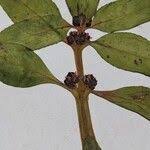 Image result for Bergia capensis