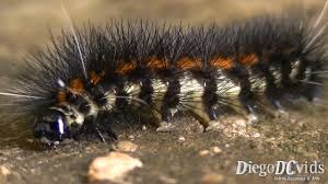 caterpillar species black and orange lagarta lepidoptera