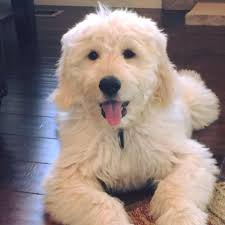 We did not find results for: Goldendoodles Of Colorado Home Facebook