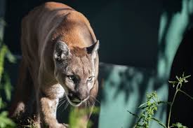 $499 mx en exclusiva en el puma´sport. Iyari La Novena Puma Emblema De La Universidad Gaceta Unam