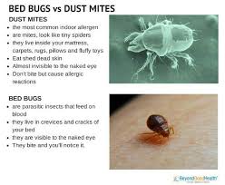 bed bugs vs dust mites tahu membaca