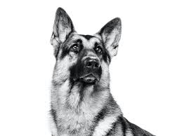 For faster navigation, this iframe is preloading the wikiwand page for 德國牧羊犬. å¾·åœ‹ç‰§ç¾ŠçŠ¬ æ³•åœ‹çš‡å®¶